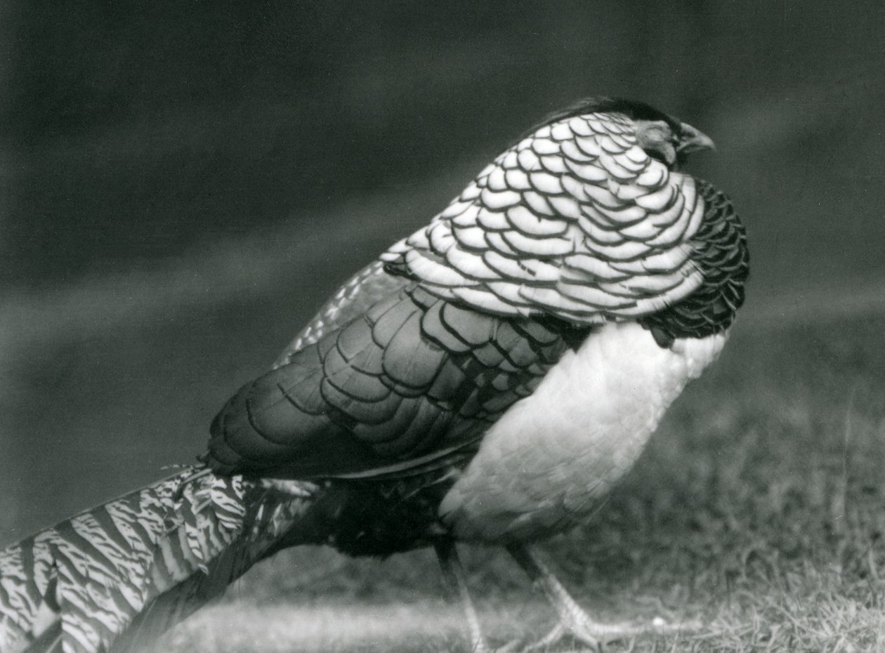 A male Lady Amherst