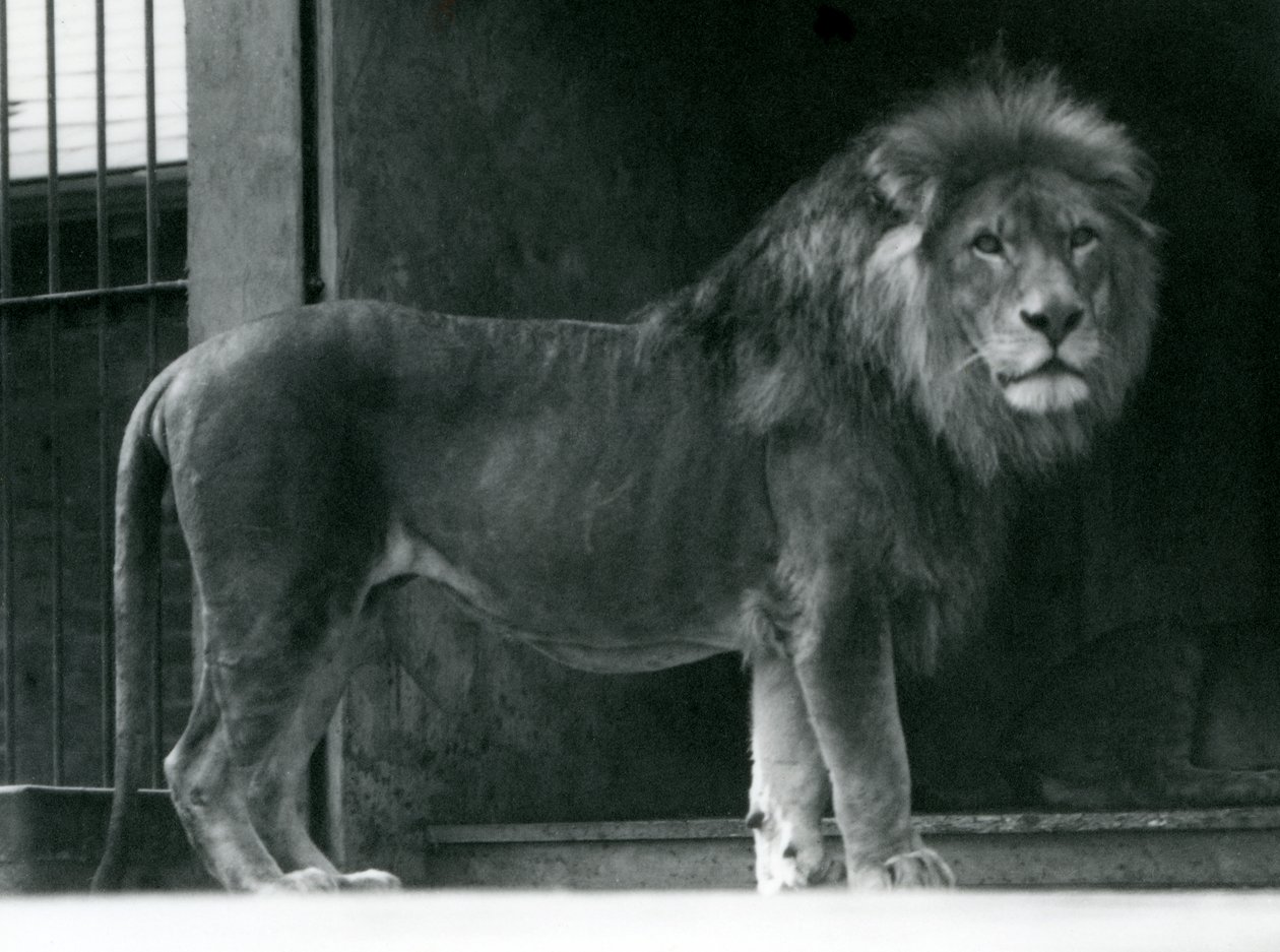 A male Lion at London Zoo, June 1924 by Frederick William Bond