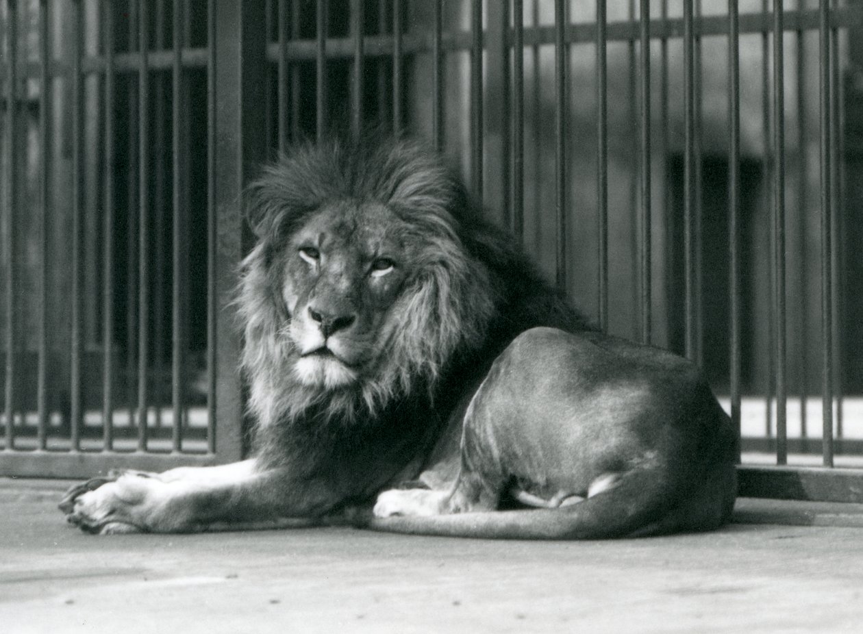A male Lion lying against the bars of his enclosure, London Zoo, September 1927 by Frederick William Bond