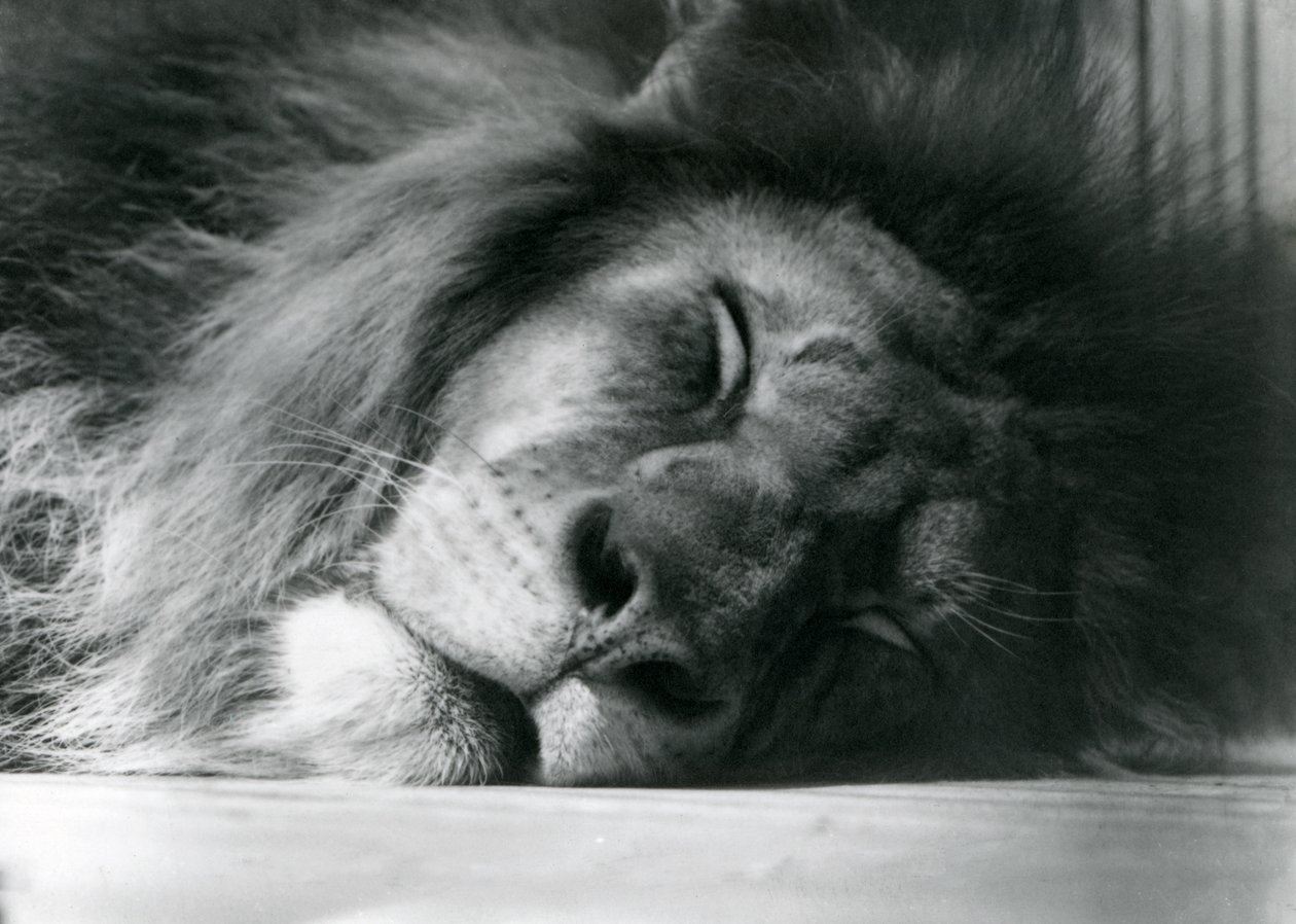A male Lion sleeping in his enclosure at London Zoo, 1924 by Frederick William Bond
