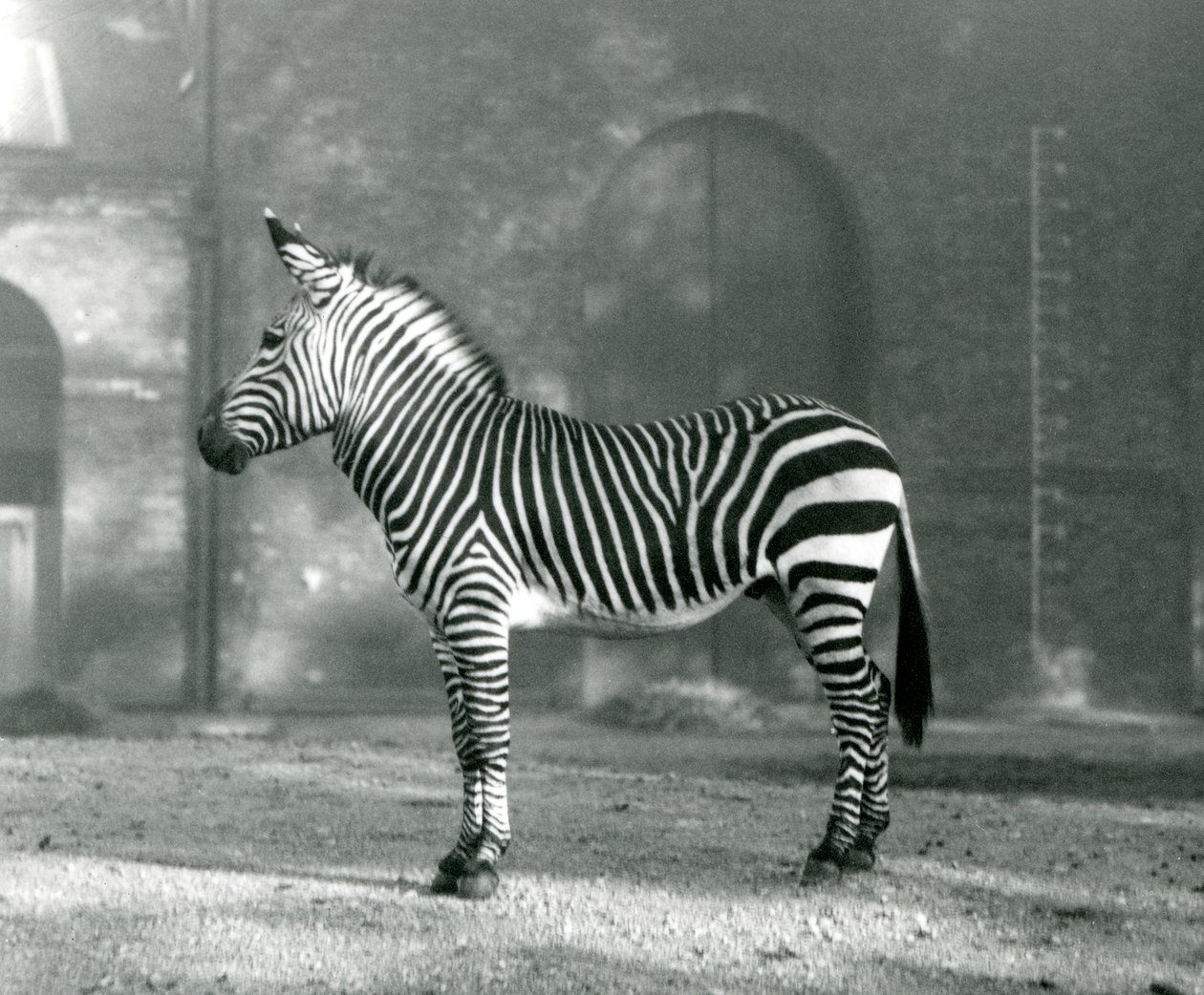 A Male Mountain Zebra x Hartmann