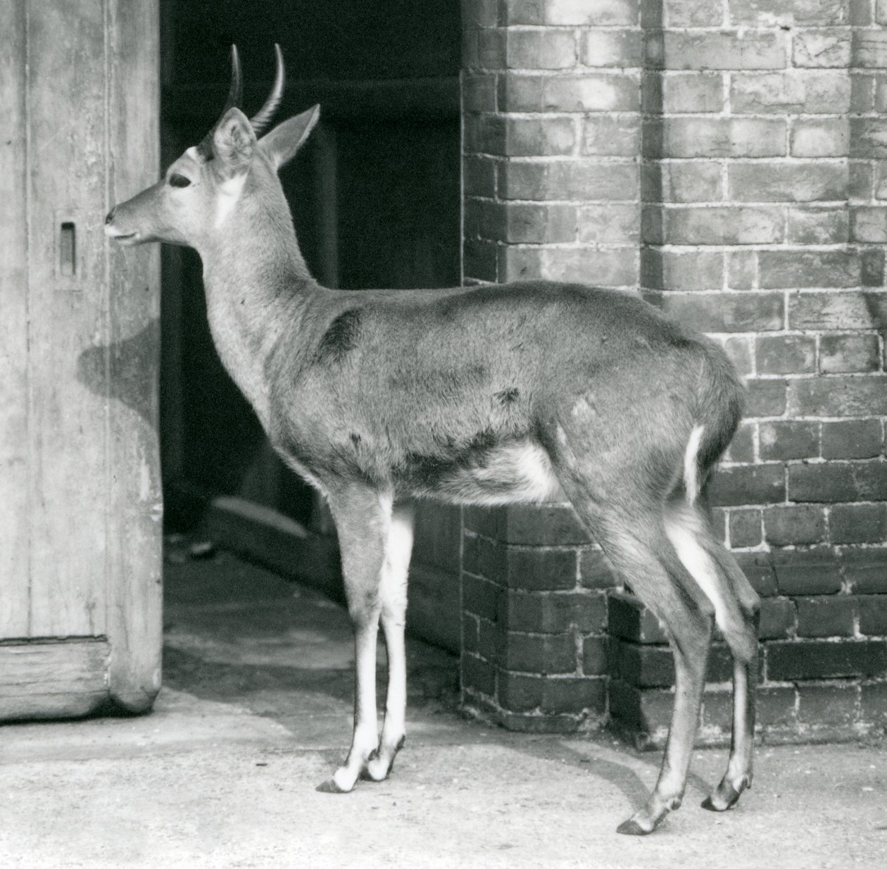 A Male Southern Common Reedbuck or Reitbok Standing by the Door of the Antelope House, London Zoo by Frederick William Bond