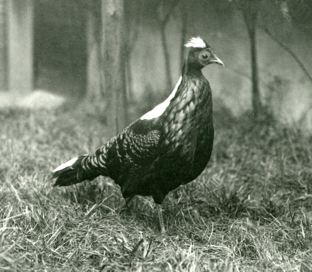 A male Swinhoes Pheasant at London Zoo, September 1923 by Frederick William Bond