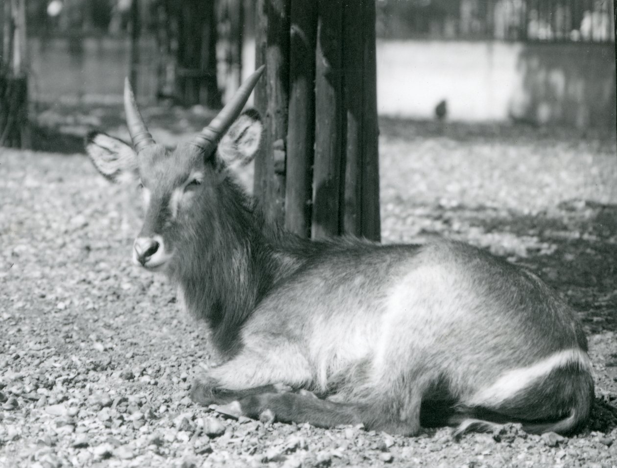 A Male Waterbuck, Kobus Ellipsiprymnus, Sitting in His Enclosure at London Zoo, 1920s by Frederick William Bond