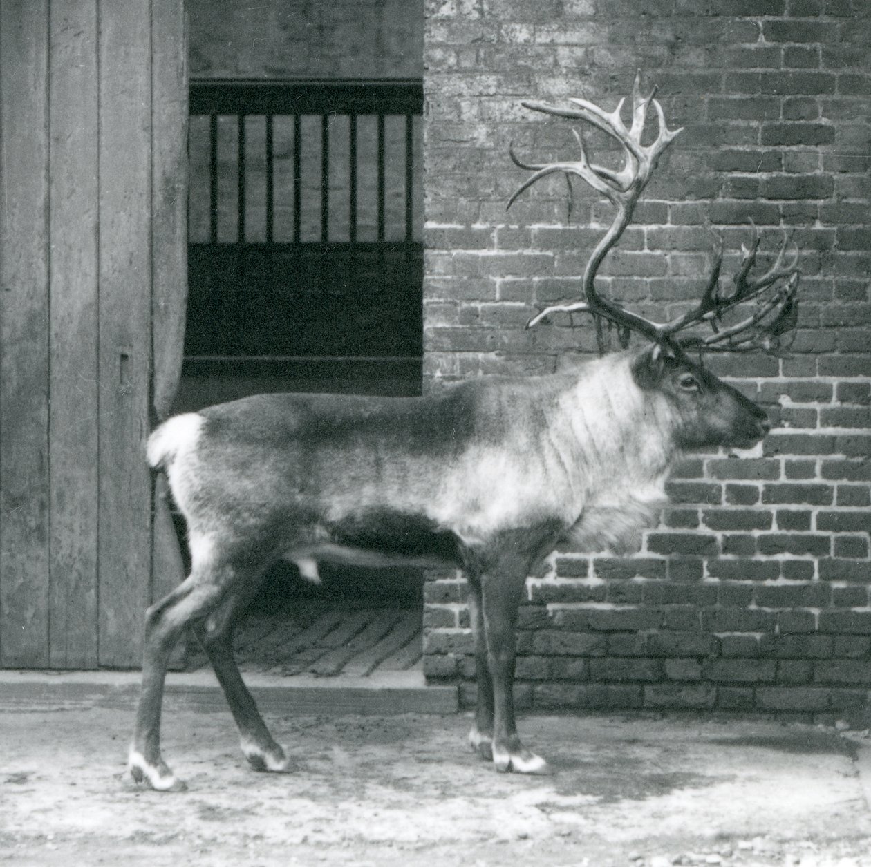 A mature Reindeer Stag standing in his paddock at London Zoo in 1925 by Frederick William Bond