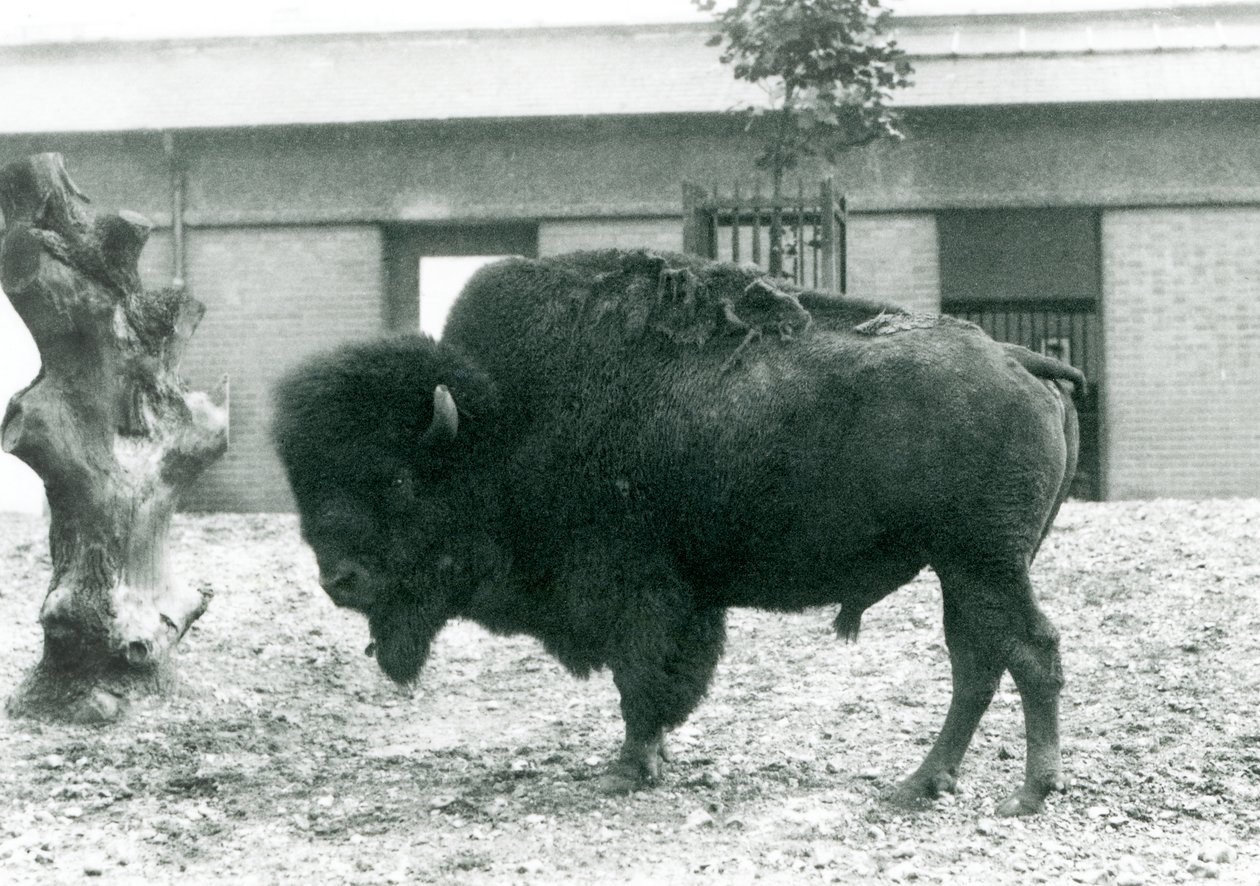 A near threatened American Bison bull standing in his paddock, London Zoo, 1927 by Frederick William Bond