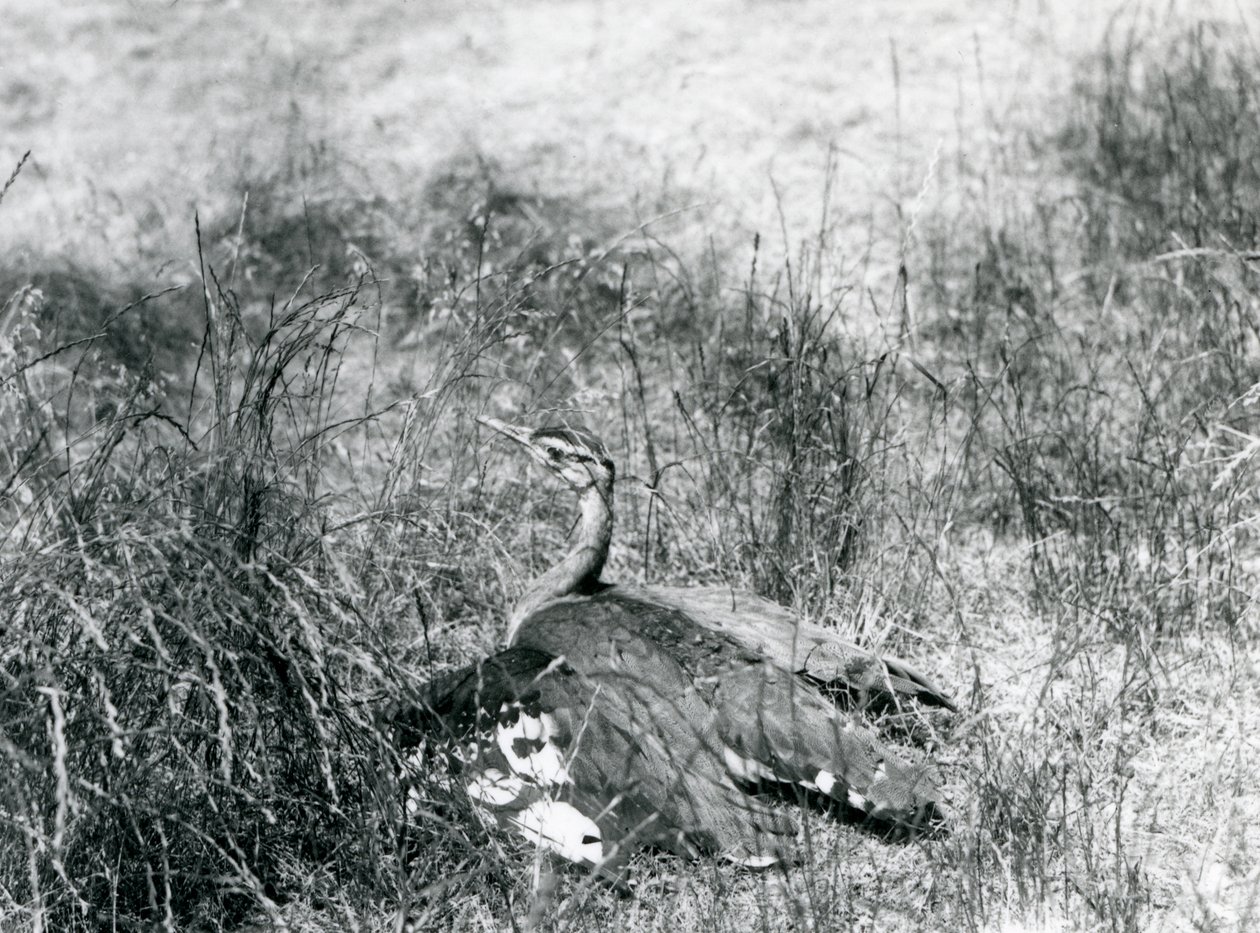 Arabian Bustard at London Zoo, July 1925 by Frederick William Bond