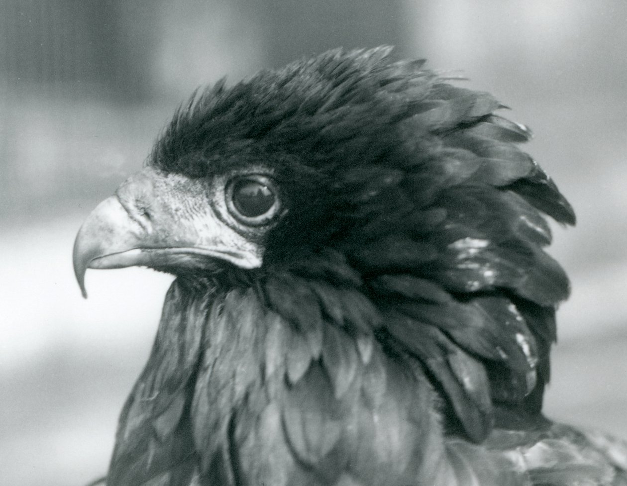 A near threatened Bateleur Eagle at London Zoo by Frederick William Bond