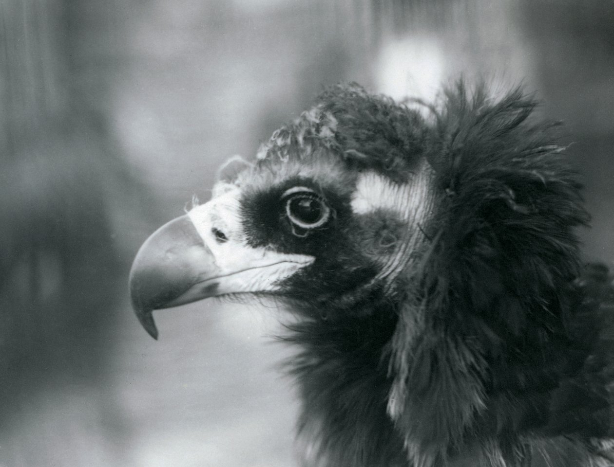 A near threatened Eurasian Black Vulture at London Zoo by Frederick William Bond