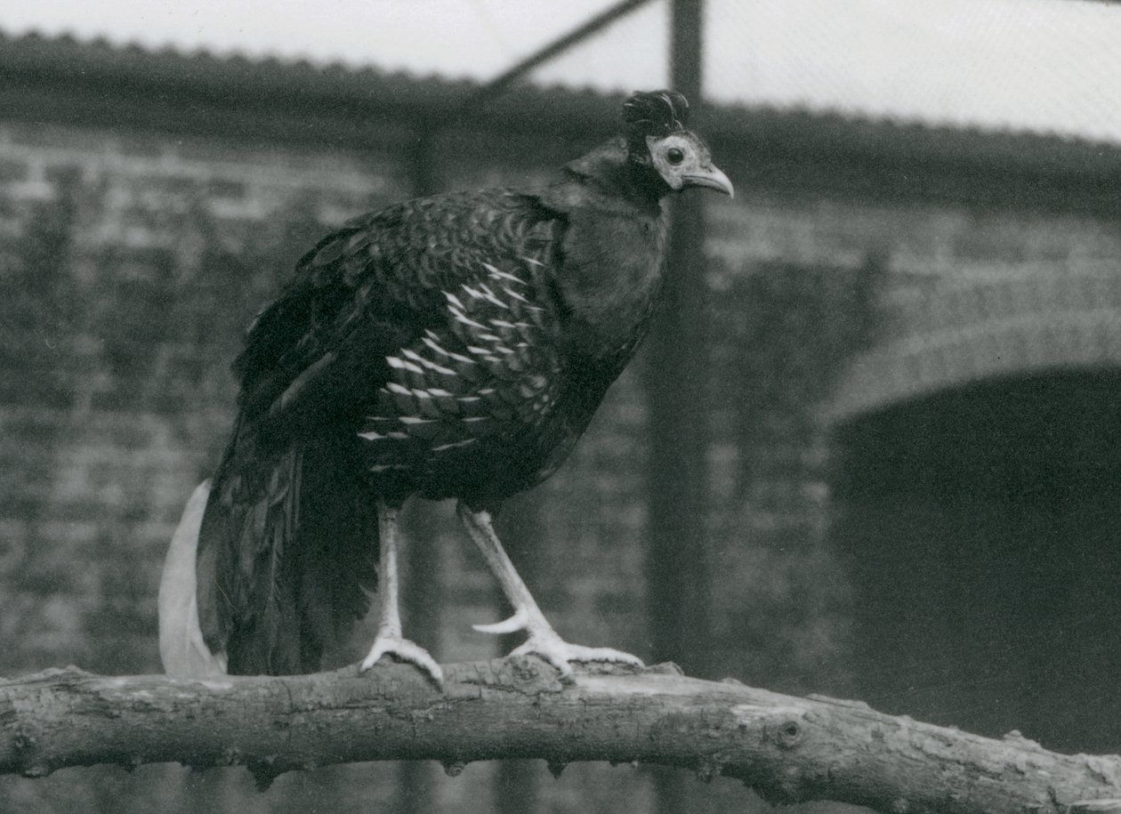 A near threatened Viellot