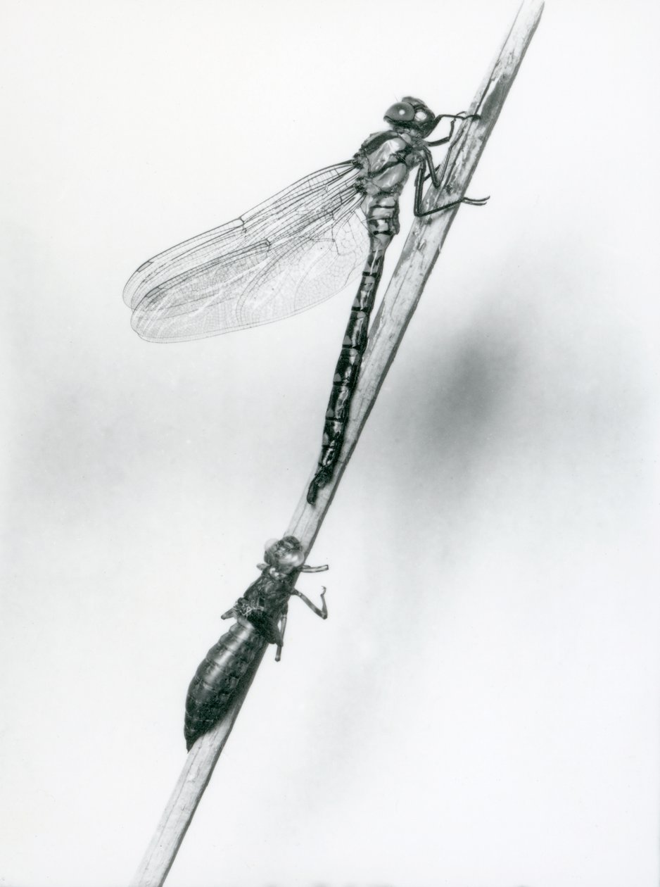 A newly emerged Golden-ringed Dragonfly rests on a reed above its empty larval shell, or exuvia, London Zoo, 1925 by Frederick William Bond