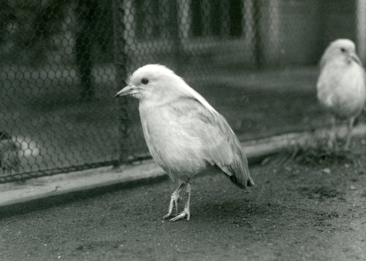 A Pair of Kagus Standing on the Floor of Their Enclosure at London Zoo, 1927 by Frederick William Bond
