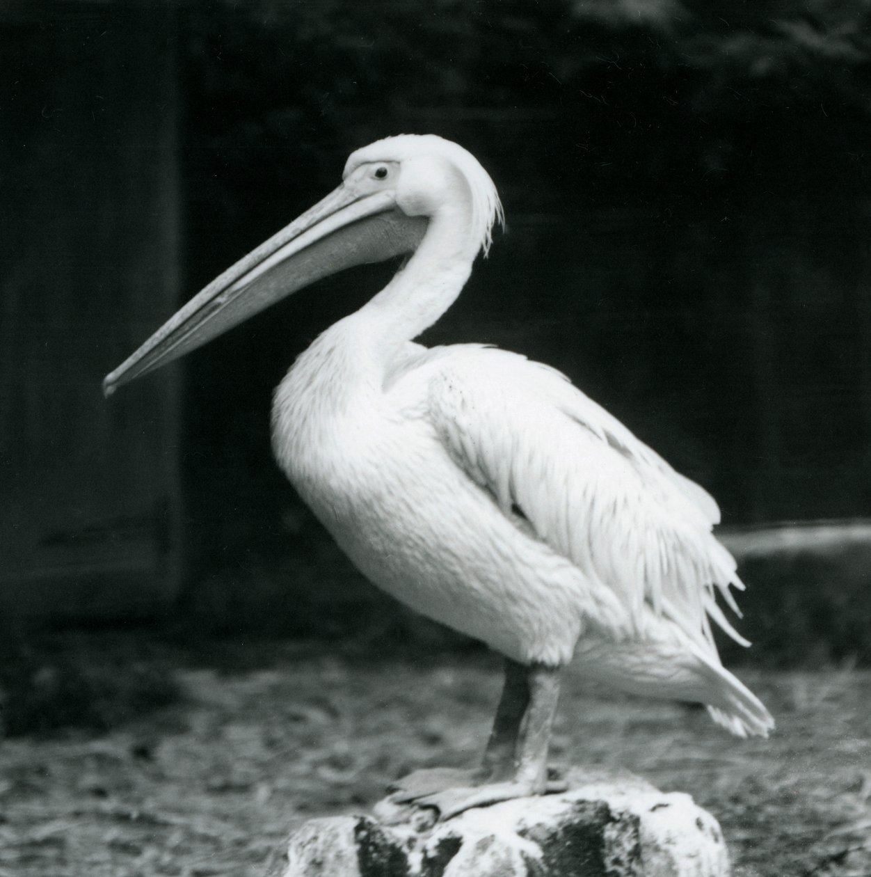 Pelican at London Zoo, September 1925 by Frederick William Bond