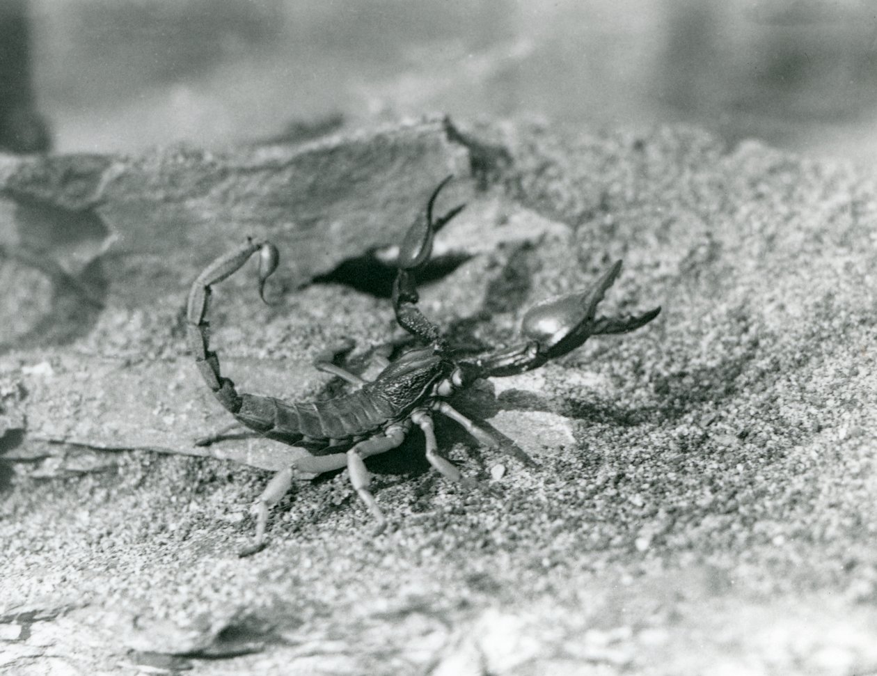 A scorpion at London Zoo in 1929 by Frederick William Bond