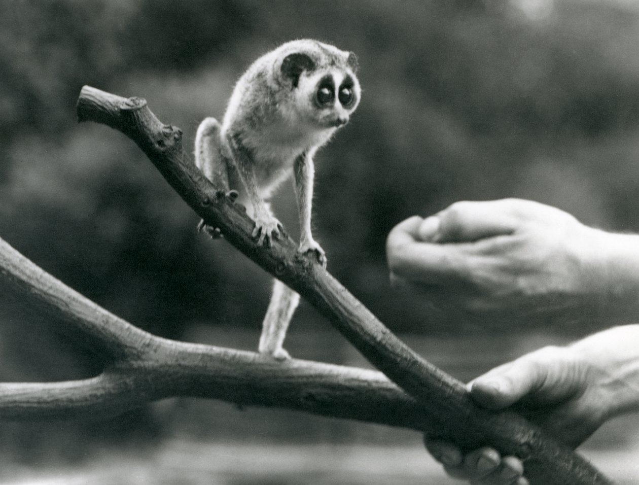 Slender Loris at London Zoo, August 1926 by Frederick William Bond