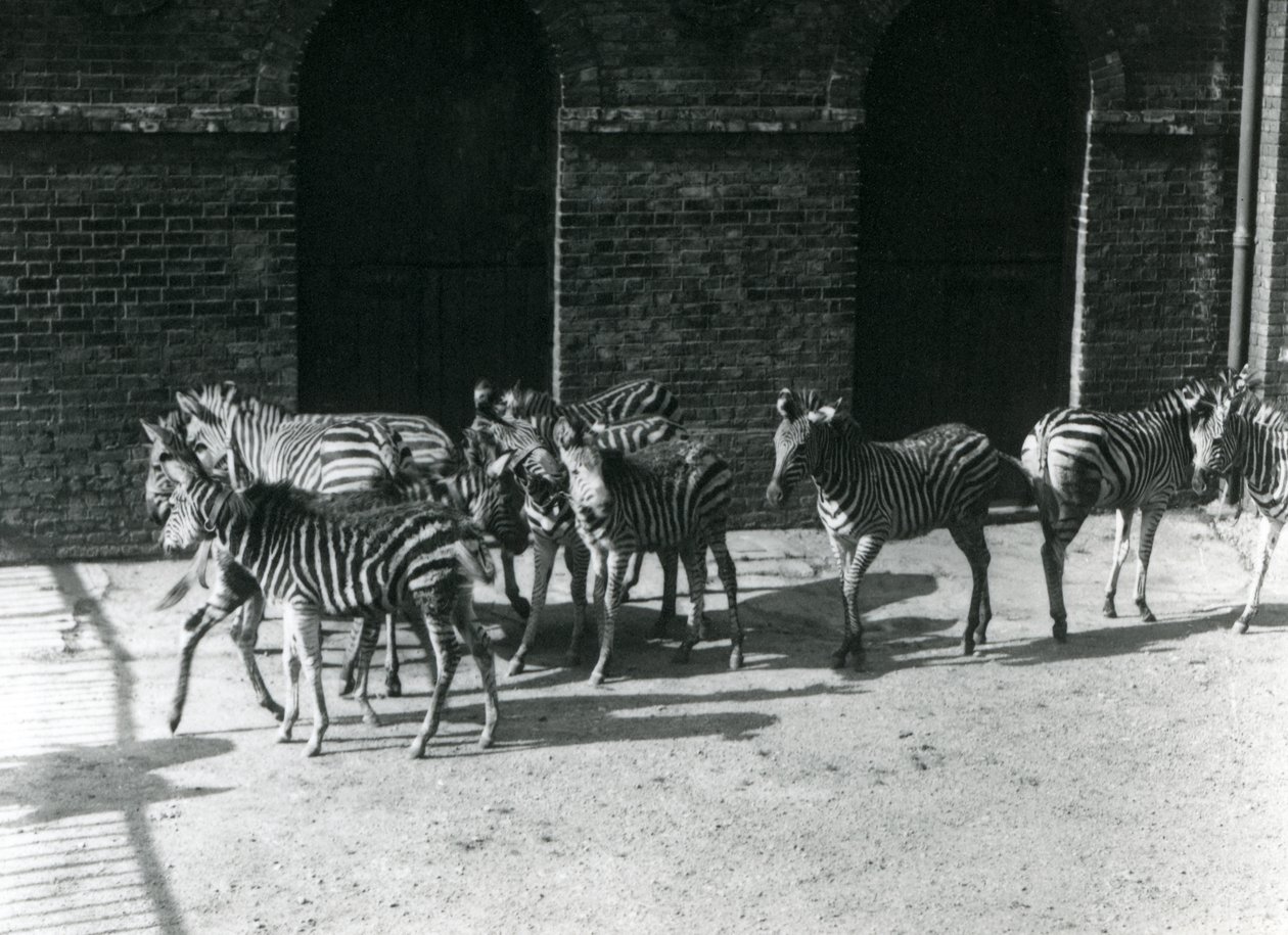 A Small Herd of Chapman