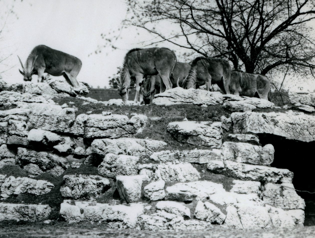 A small herd of Common Eland grazing amongst the rocks in the Eland Antelope Paddock at London Zoo in June 1925 by Frederick William Bond