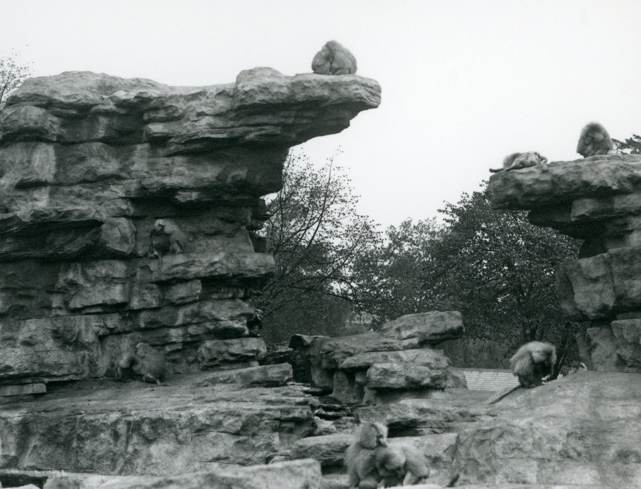 A troop of Sacred Baboons among the rocks on 