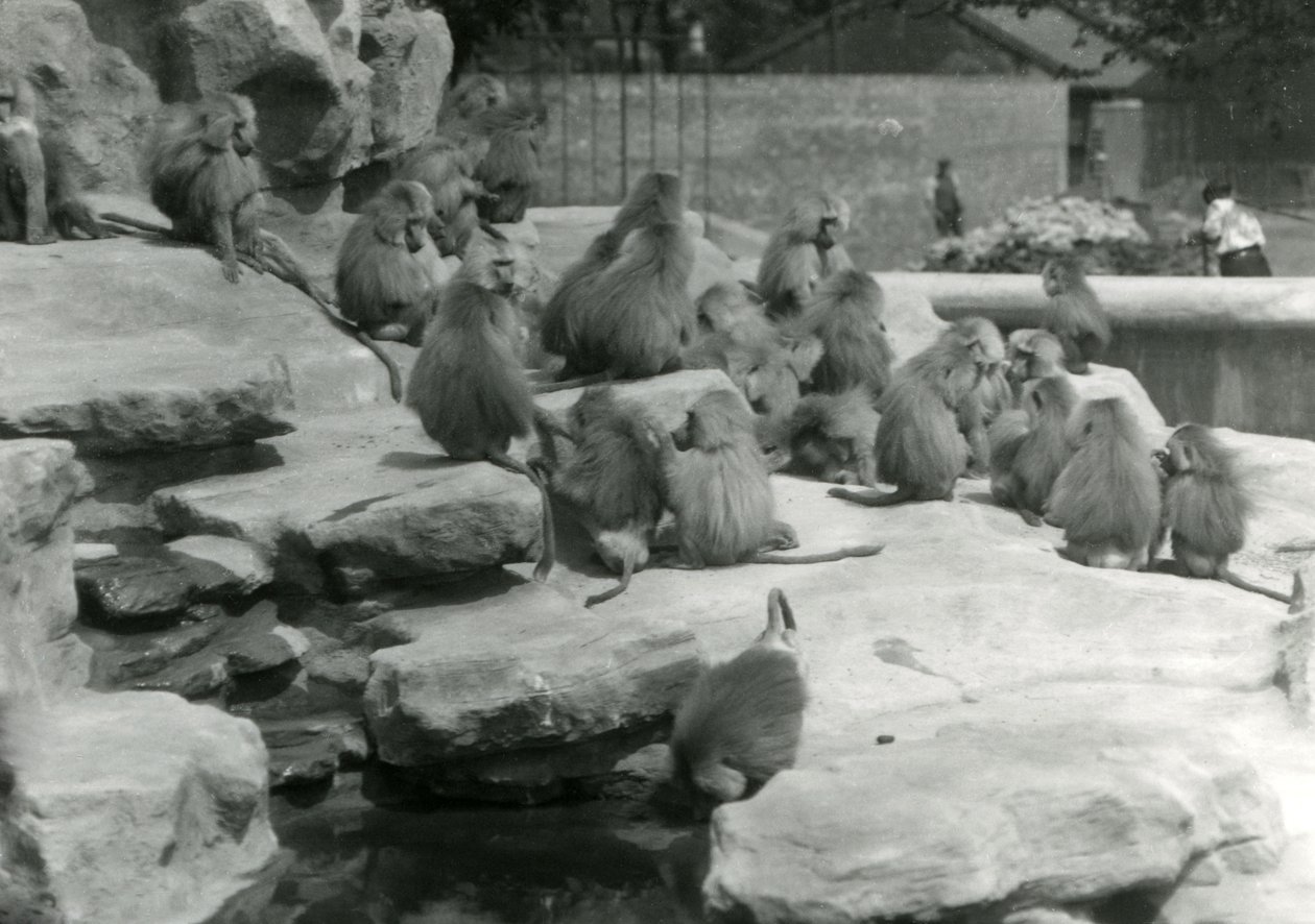 A troop of Sacred Baboons, including one drinking from a pool, among the rocks of 