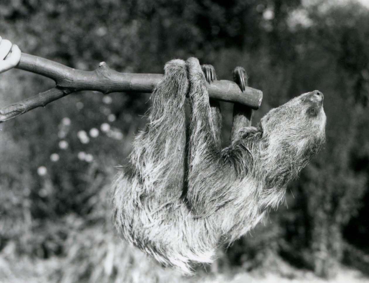 Two-toed Sloth at London Zoo, September 1925 by Frederick William Bond