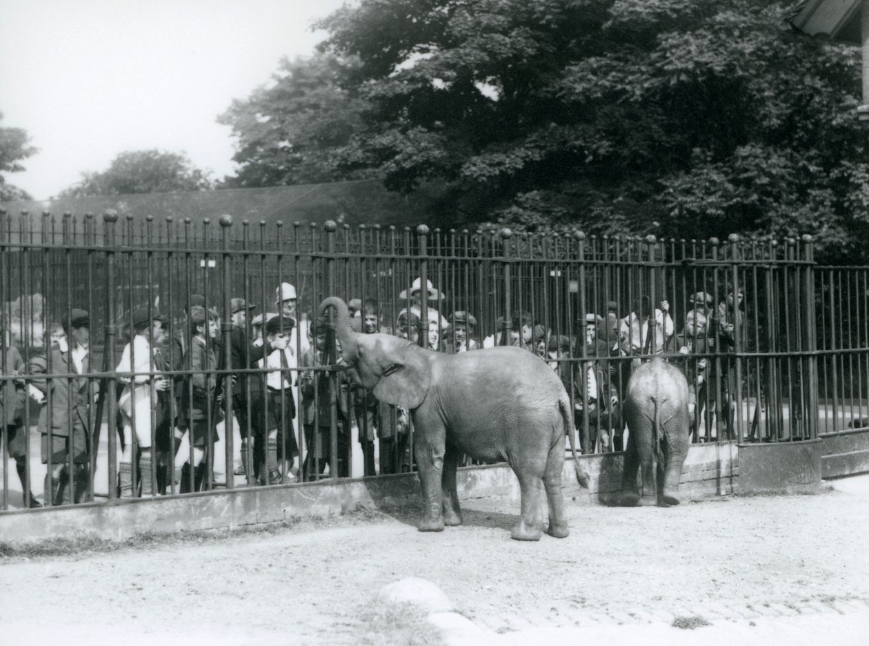 A young African Elephant and Pygmy African Elephant interact with a large group of children, through the railings of their paddock, London Zoo, 1926 by Frederick William Bond