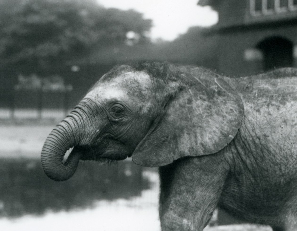 Young African Elephant with the End of Its Trunk in Its Mouth, London Zoo, August 1925 by Frederick William Bond
