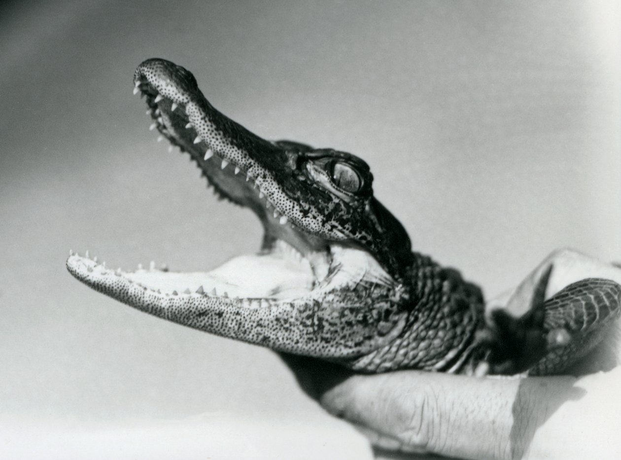 A young Alligator held around the neck by its keeper, London Zoo, August 1928 by Frederick William Bond