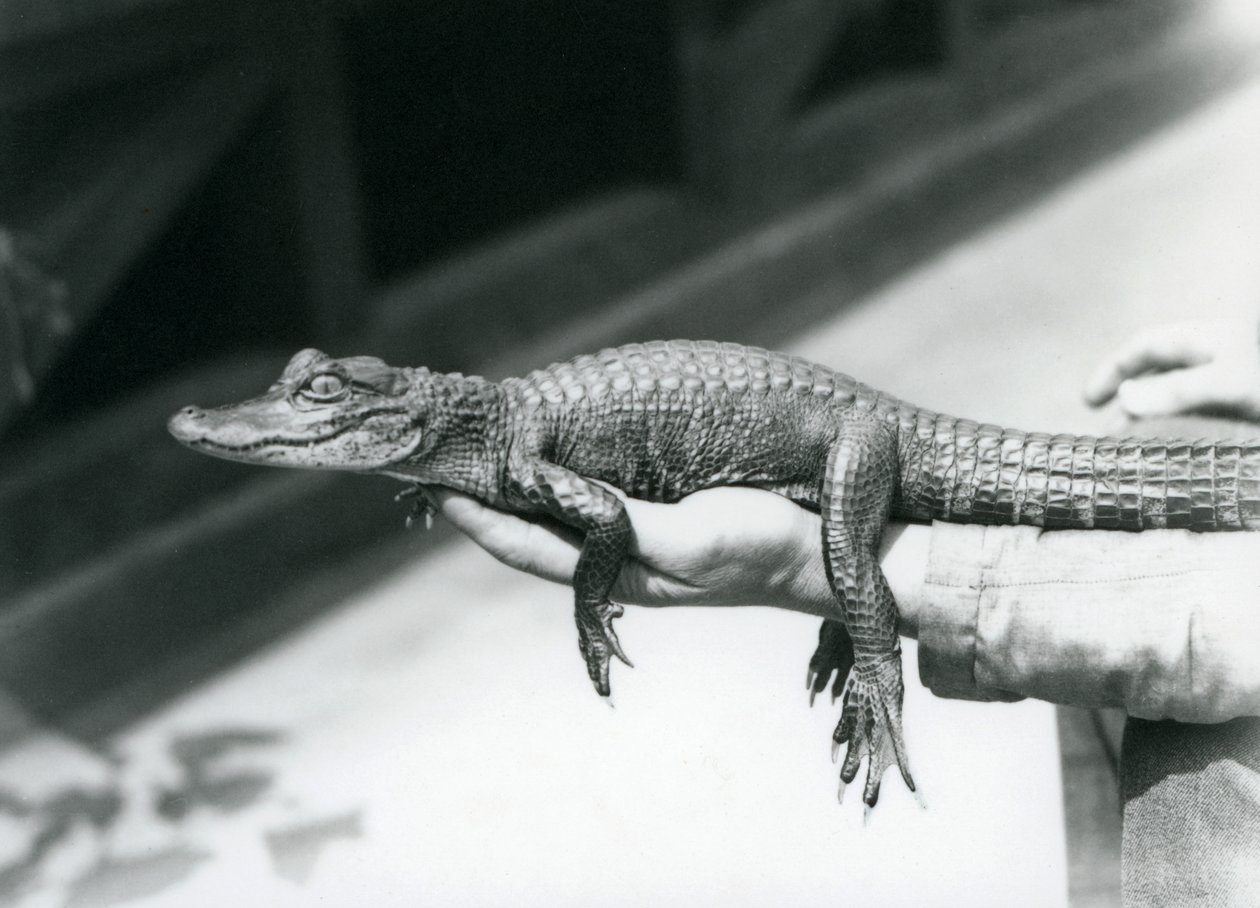 A young Alligator held in the hand of its keeper, London Zoo by Frederick William Bond