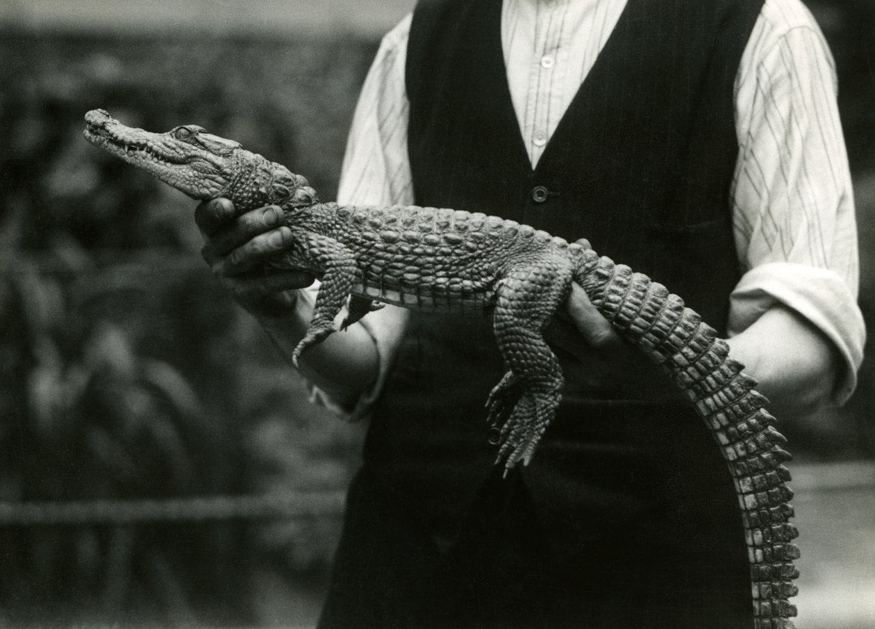A young American Alligator held by its keeper, London Zoo, 1924 by Frederick William Bond