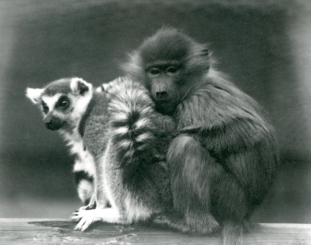 A Young Baboon Cuddles Up to a Ring-tailed Lemur on a Beam, London Zoo, 1925 by Frederick William Bond