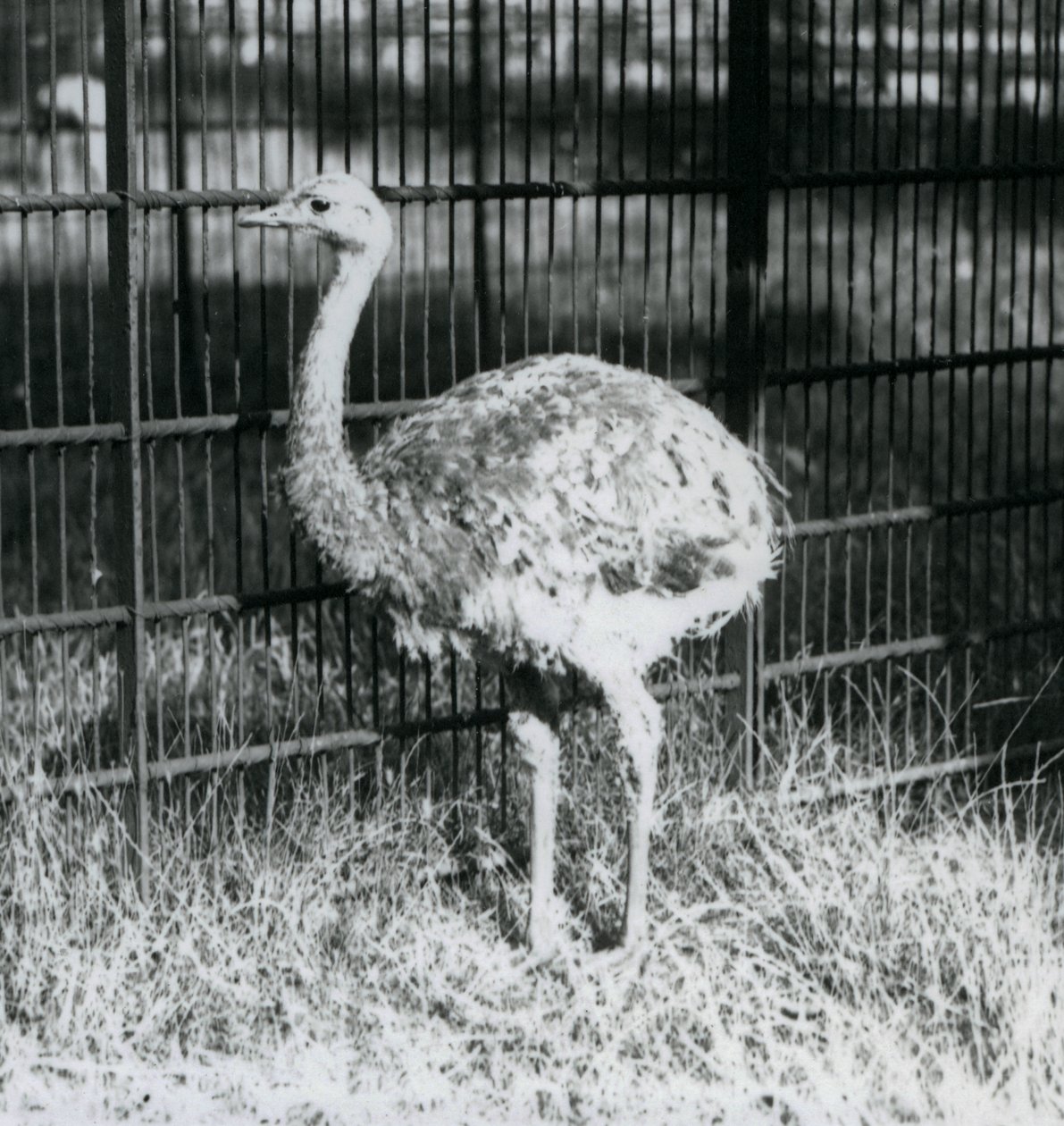 A Young Darwin