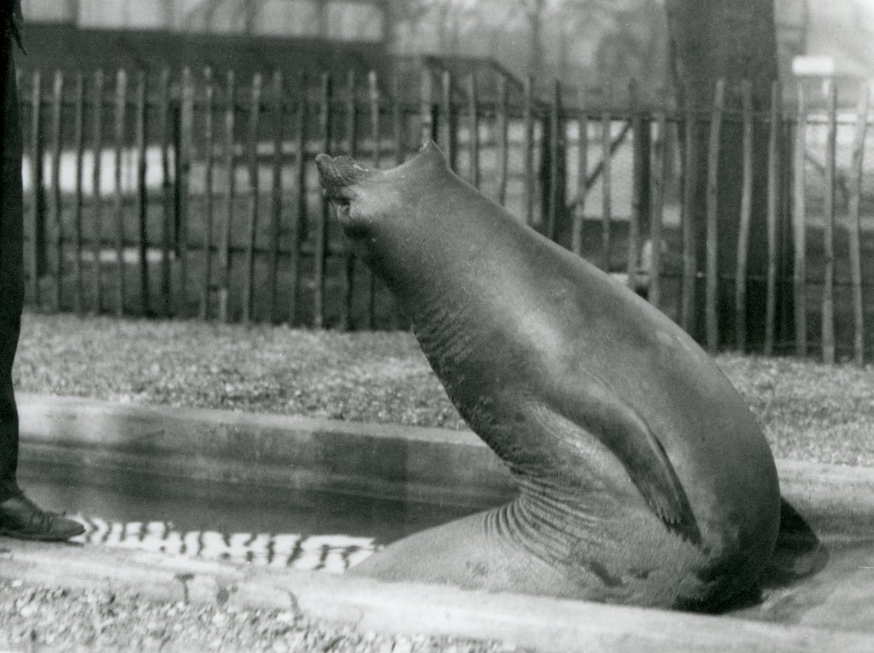 A young Elephant Seal reaching backwards, London Zoo by Frederick William Bond