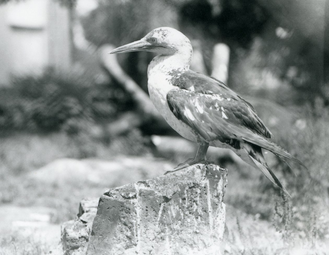 A young Gannet standing on a tree stump at London Zoo in 1929 by Frederick William Bond