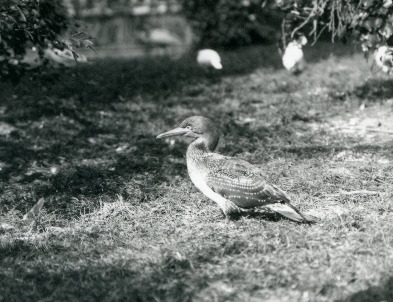A Young Gannet Standing on Grass at London Zoo by Frederick William Bond