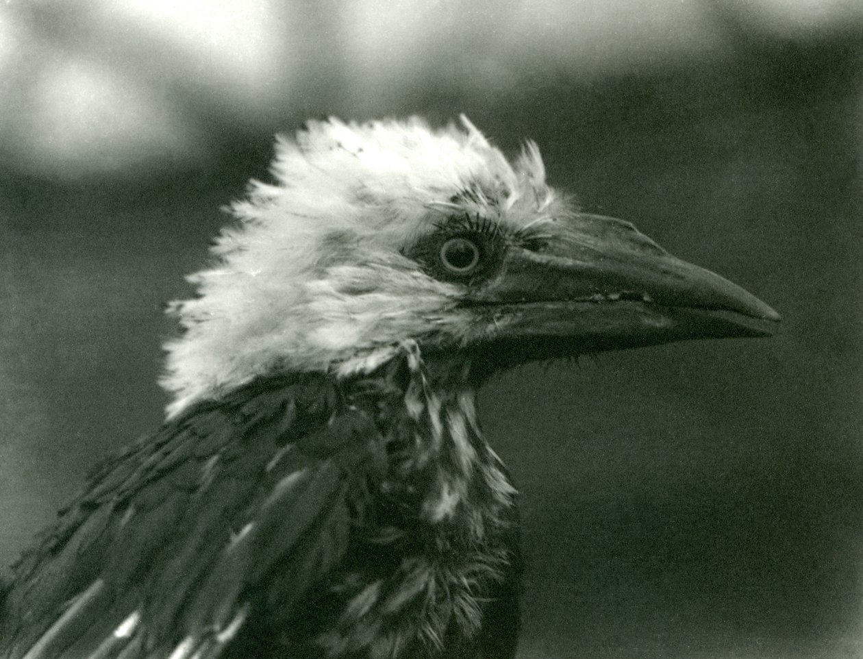 A young Hornbill at London Zoo, 1924 by Frederick William Bond