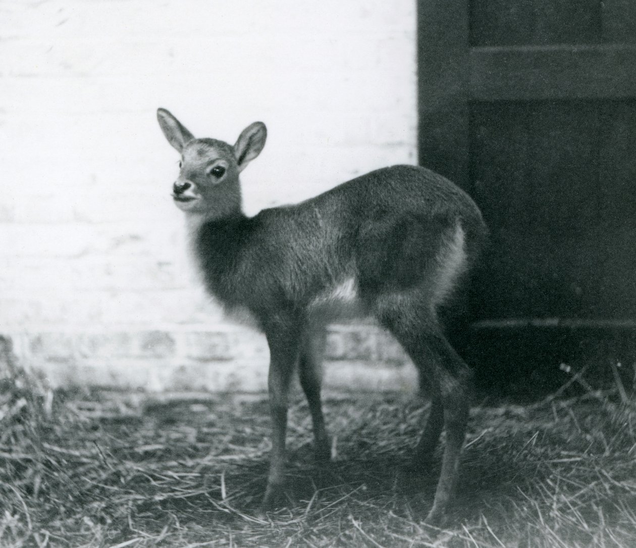 A young Lechwe standing on hay, London Zoo, January 1926 by Frederick William Bond