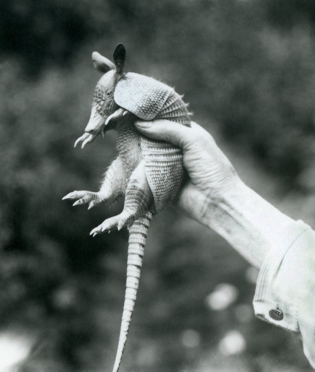 A Young Nine-banded Armadillo Held Up in a Keeper