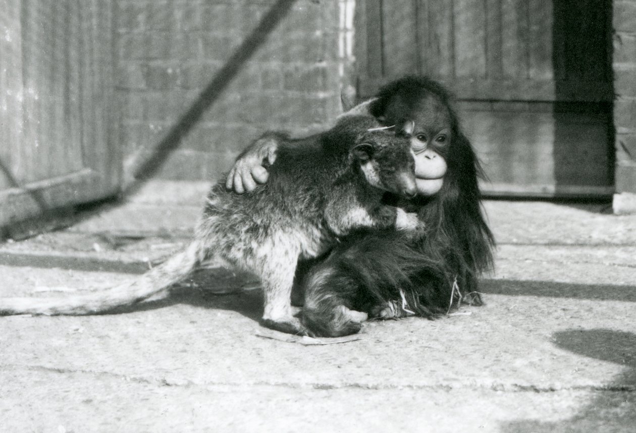 A Young Orangutan Hugs a Tree Kangaroo at London Zoo in 1927 by Frederick William Bond
