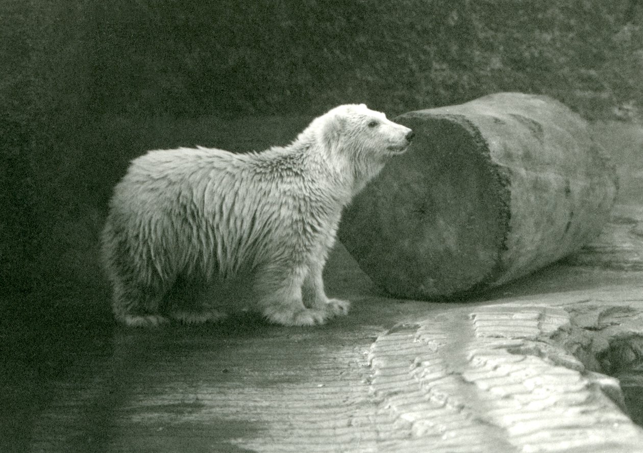 A young Polar Bear at London Zoo in November 1924 by Frederick William Bond