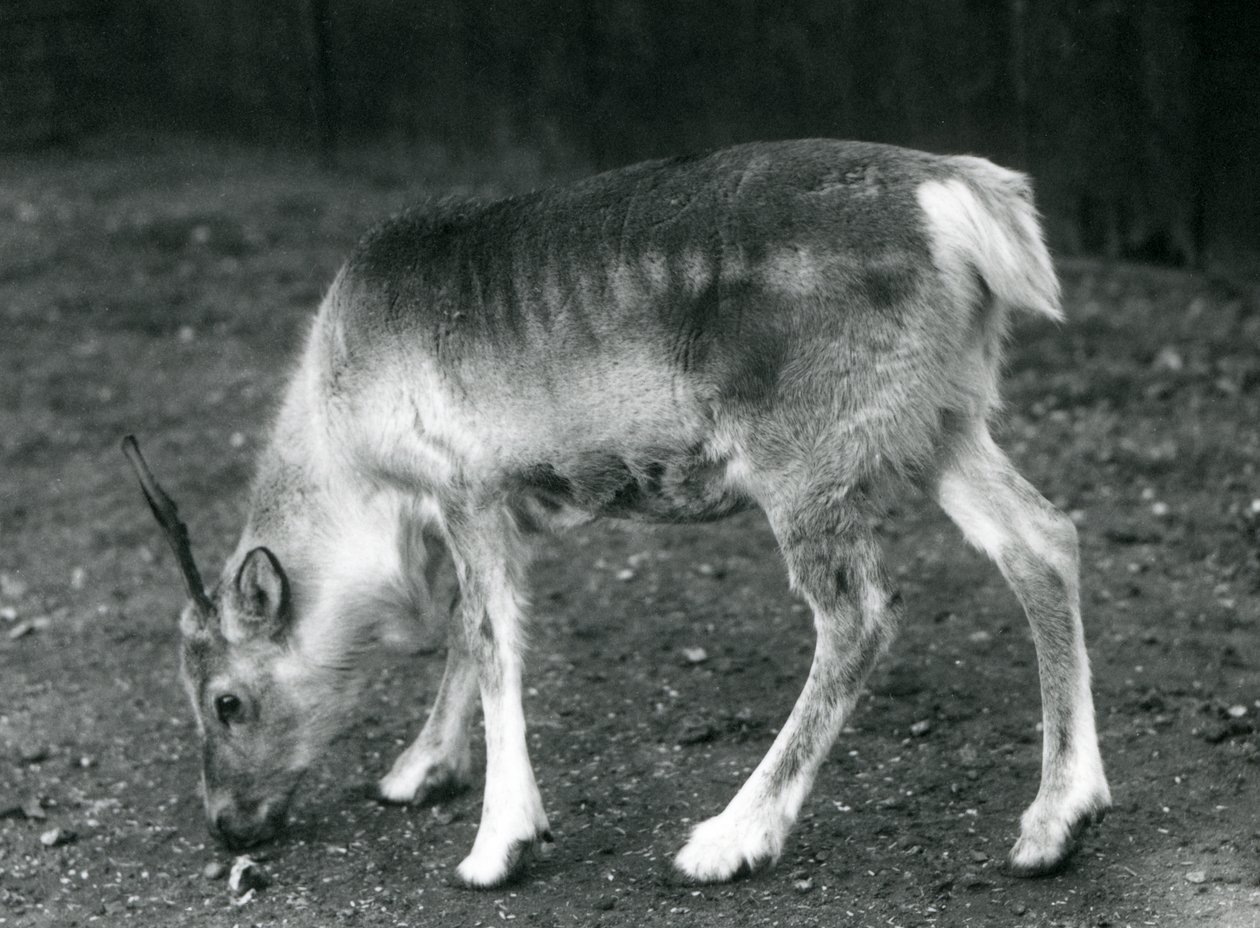 A young Reindeer at London Zoo, 1925 by Frederick William Bond