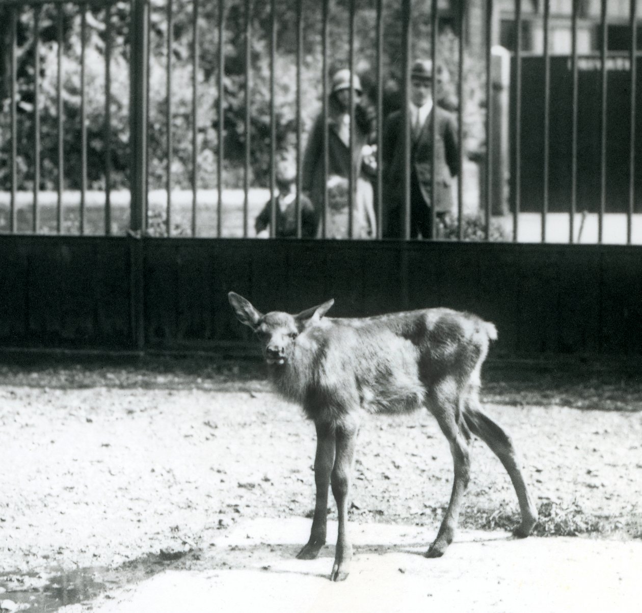 A young Wapiti standing in its paddock, with visitors looking on through bars, London Zoo, August 1927 by Frederick William Bond