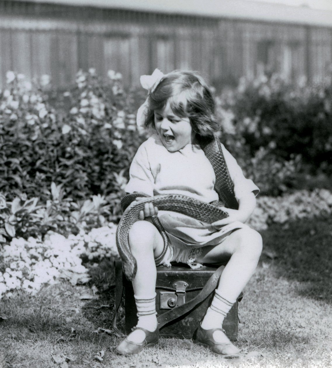 A young girl Betty holding an Eastern Indigo Snake, while sitting on a leather trunk, London Zoo, 1924 by Frederick William Bond