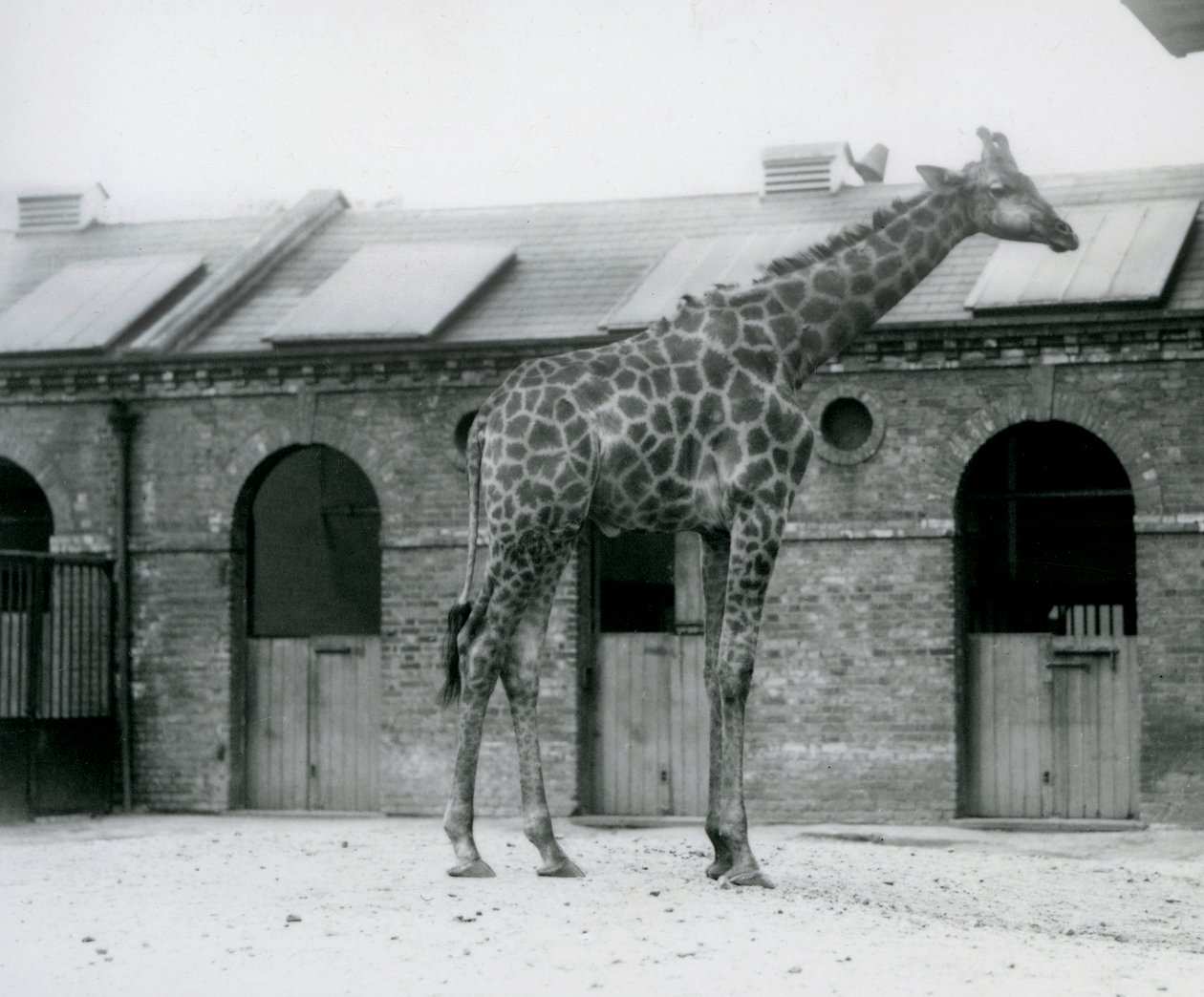 A young male Giraffe standing in his paddock in front of the Giraffe House, London Zoo by Frederick William Bond