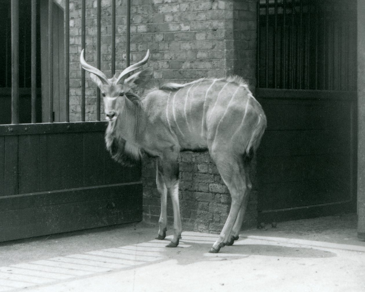 A Young Male Greater Kudu Standing in His Enclosure at London Zoo in 1929 by Frederick William Bond