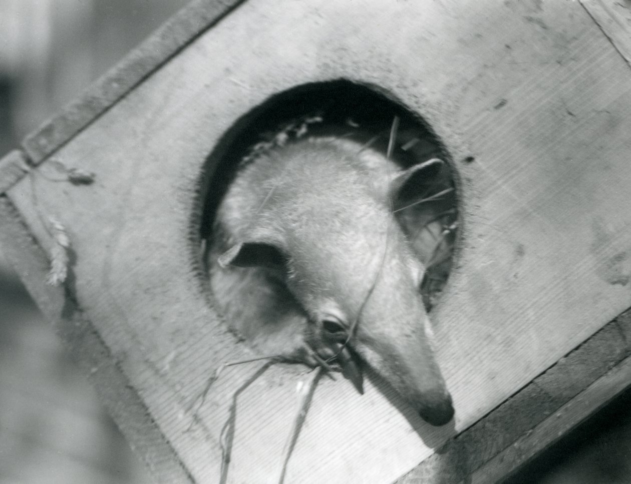 Young Tamandua at London Zoo, April 1925 by Frederick William Bond