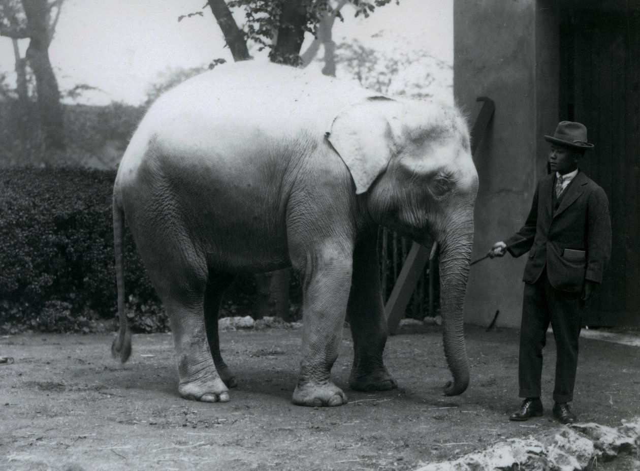Albino White Elephant Pawah with Dr. Saw Po Min, London Zoo, May 1926 by Frederick William Bond