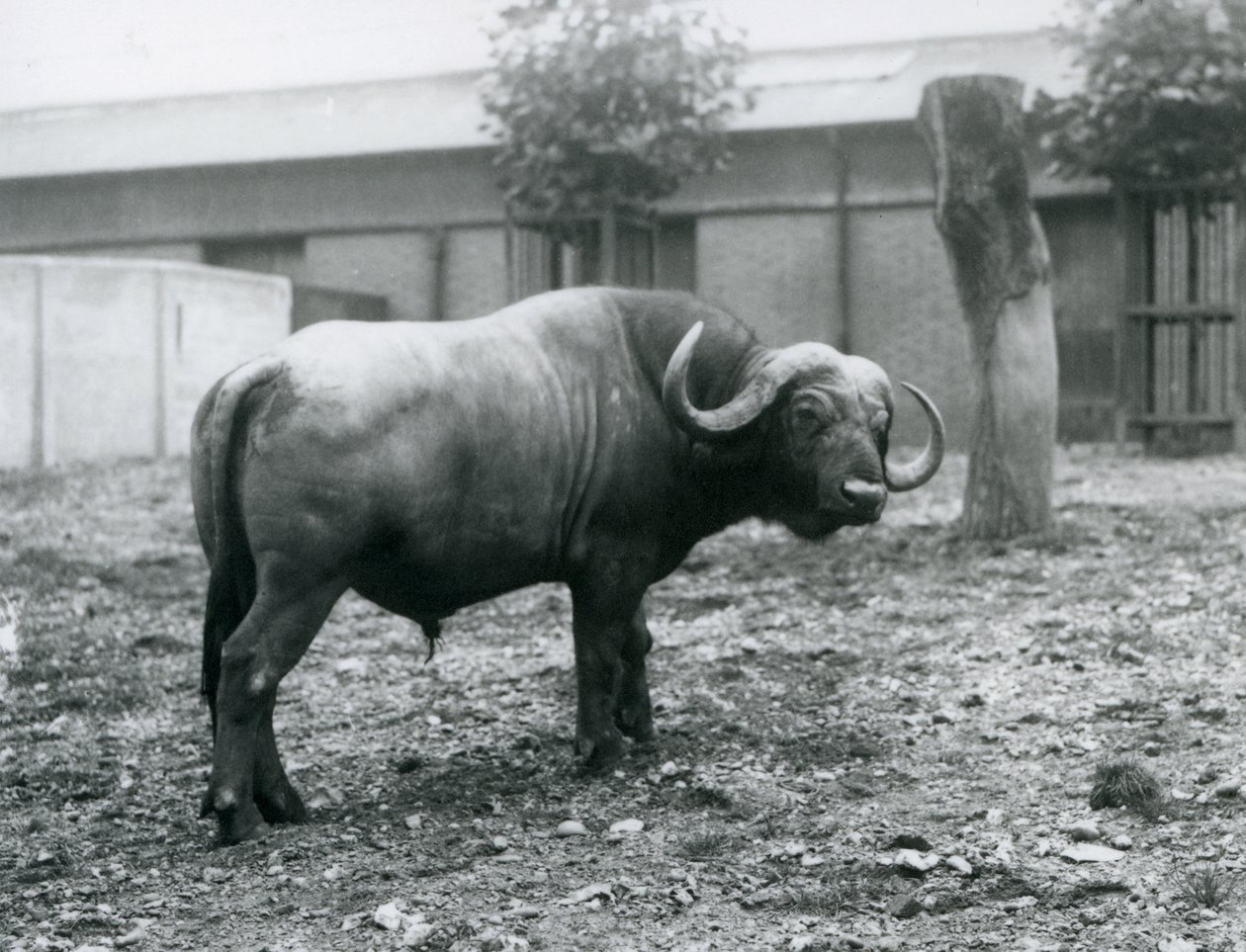 An African Buffalo, or Cape Buffalo, standing in his paddock at London Zoo by Frederick William Bond