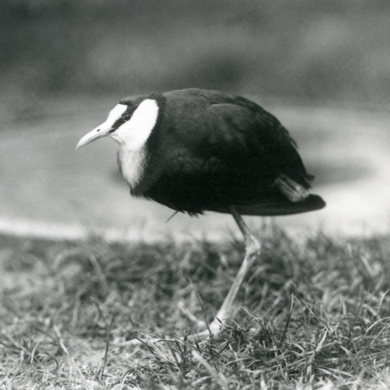 An African Jacana Standing on Grass at London Zoo, August 1927 by Frederick William Bond