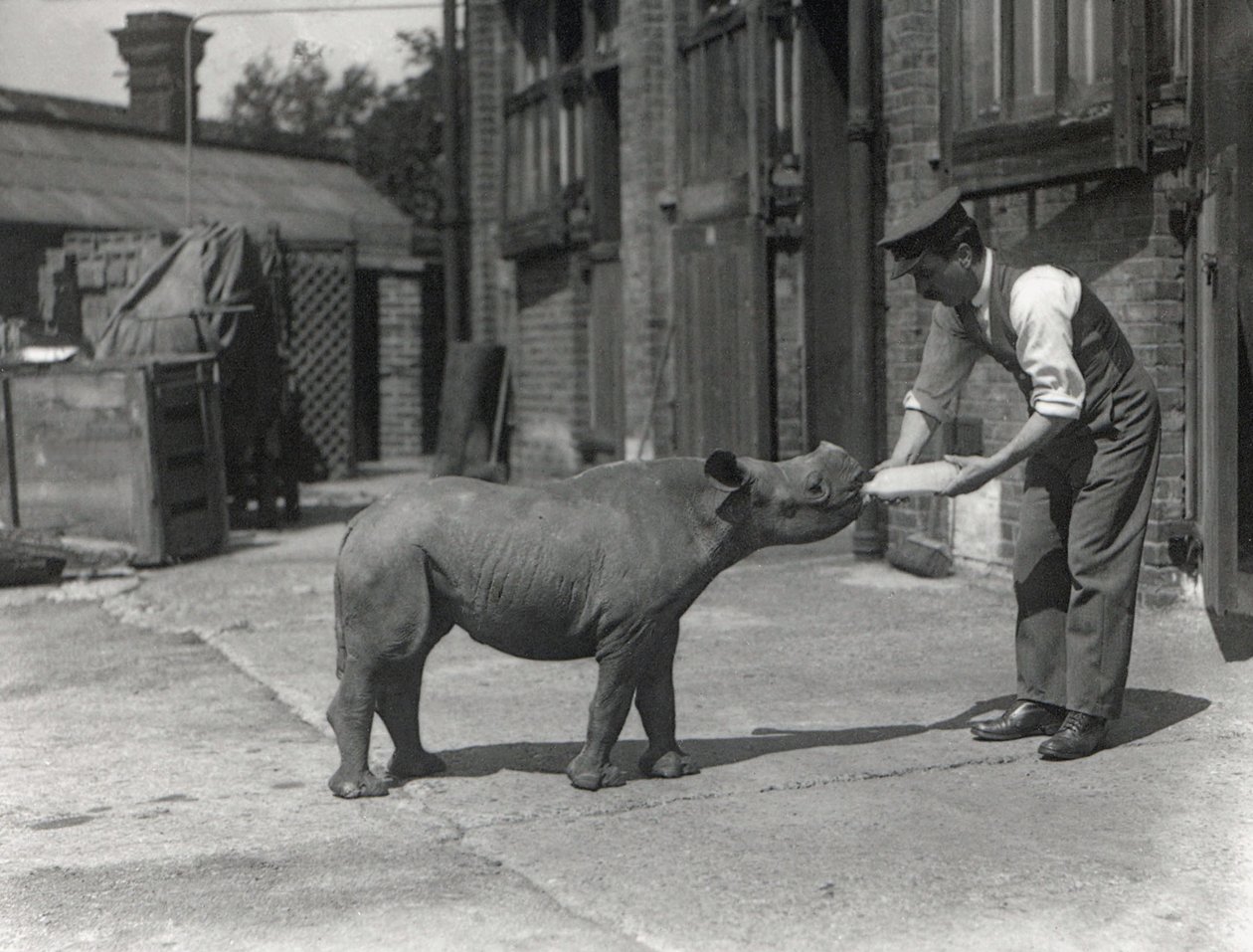 An African Rhinoceros, Kathlene, and Keeper Harry Warryck at ZSL London Zoo, September 1928 by Frederick William Bond