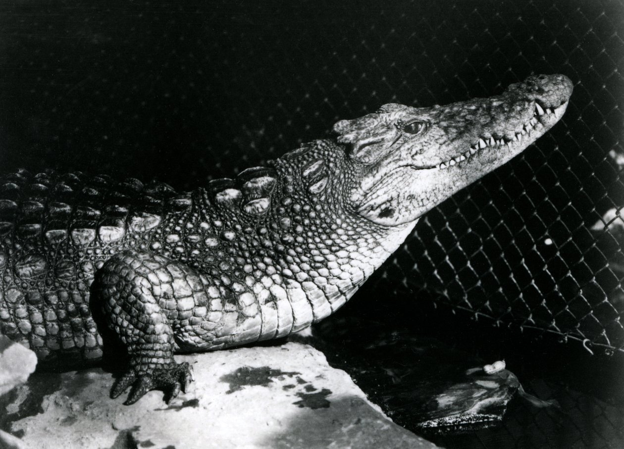 An American Alligator at London Zoo in September 1924 by Frederick William Bond